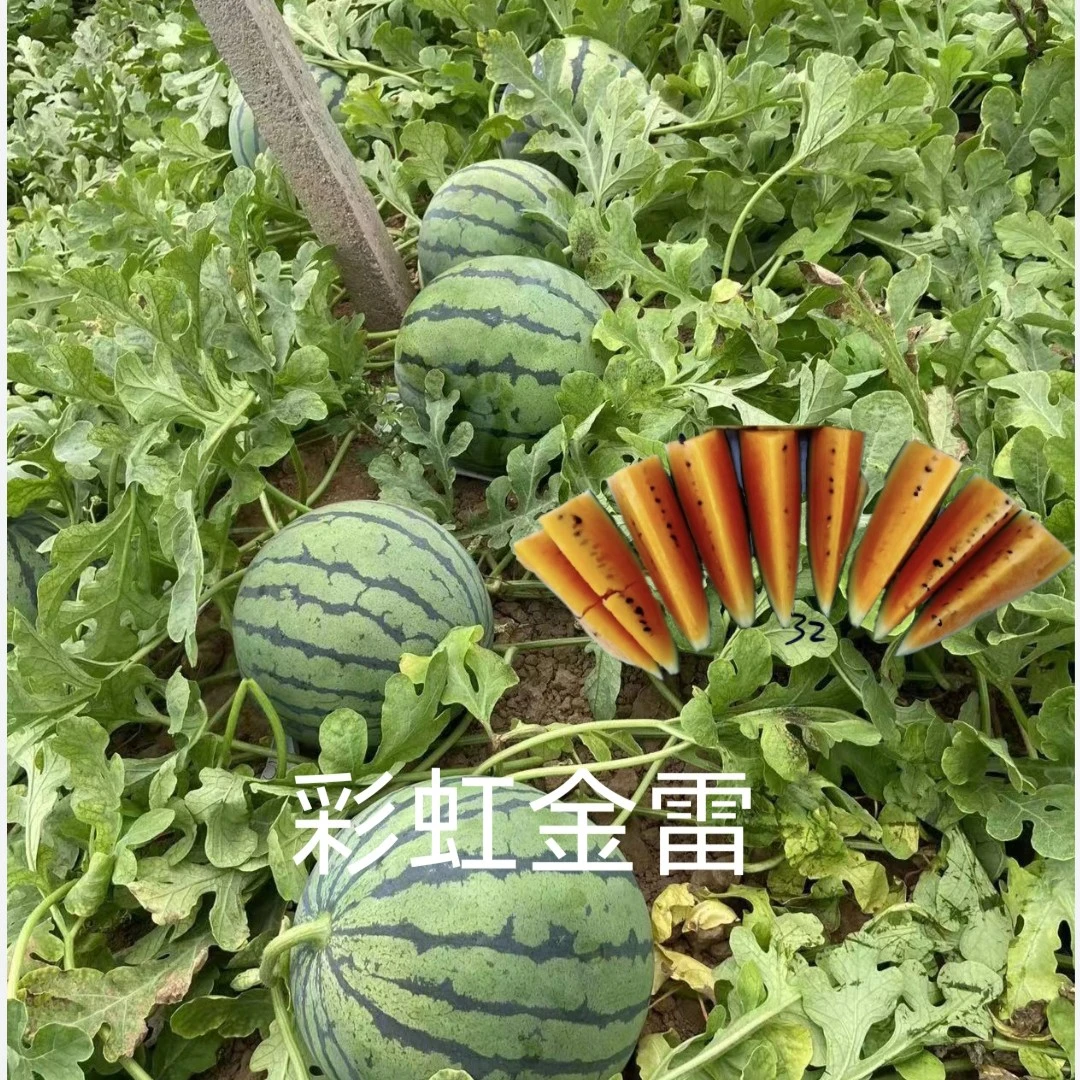 彩虹金雷西瓜种子约100粒/袋彩虹瓤礼品小瓜类型