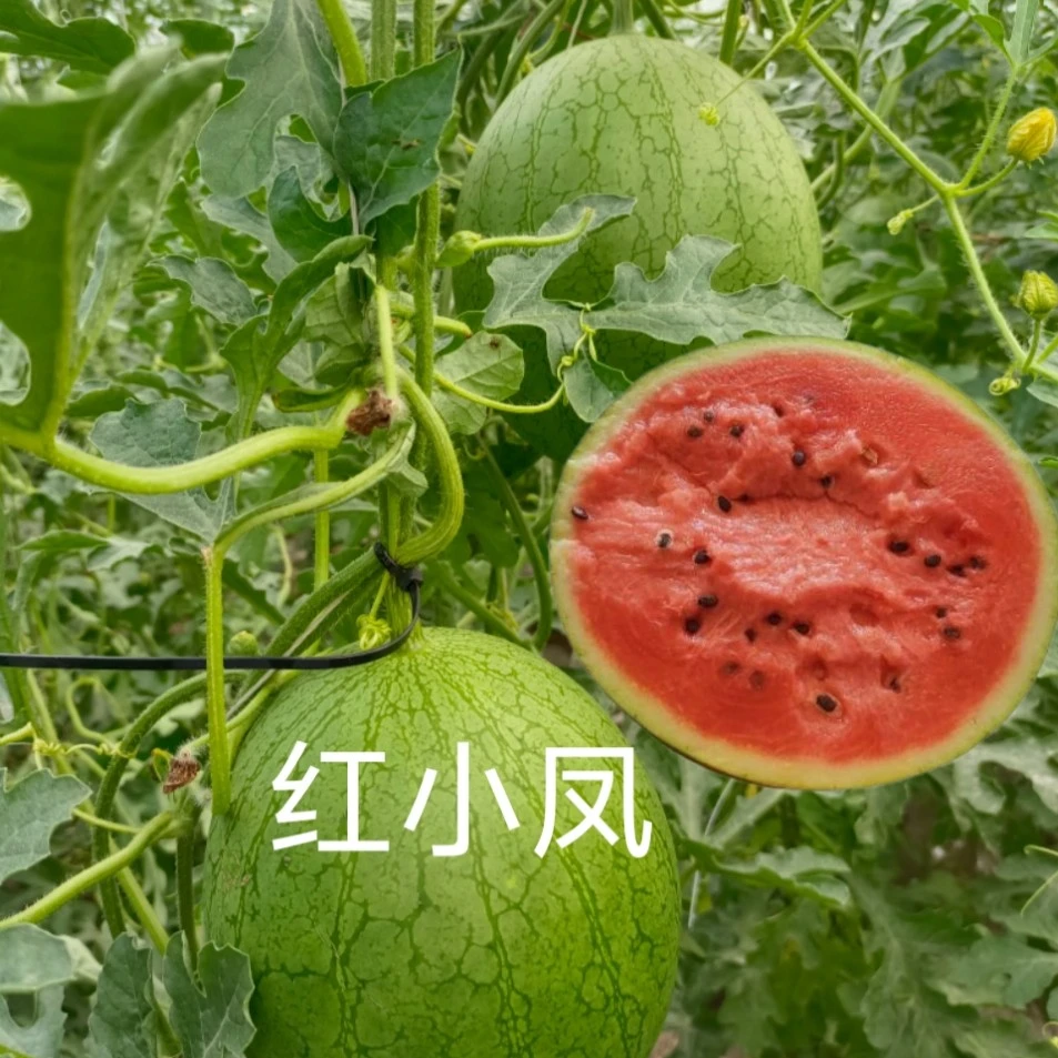 红小凤西瓜种子约100粒/袋花皮红肉小礼品类型