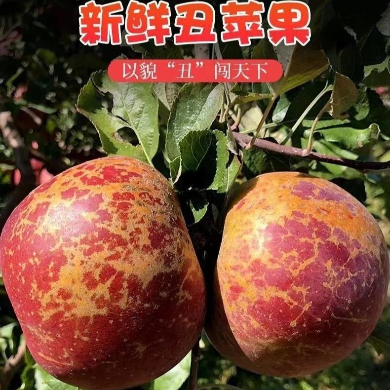 正宗昭通糖心丑苹果