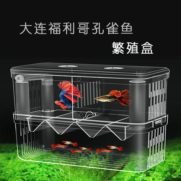 孵化器孔雀鱼繁殖盒双层