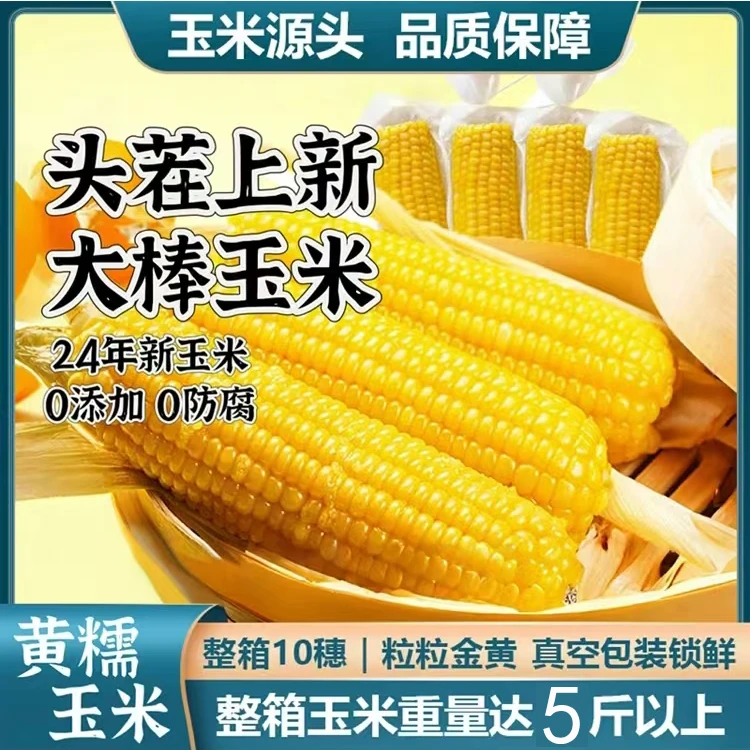 头茬黄糯玉米 10根 带箱重5-5.5斤 哈尔滨小时达次日达 送货上门