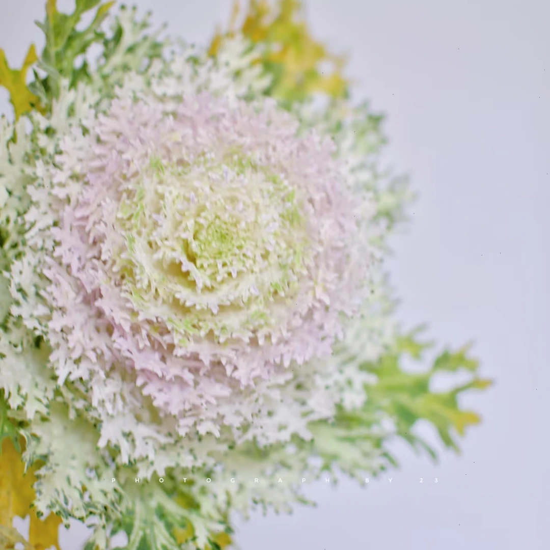 【花和优品】2支千层蕾丝叶牡丹-羽衣甘蓝