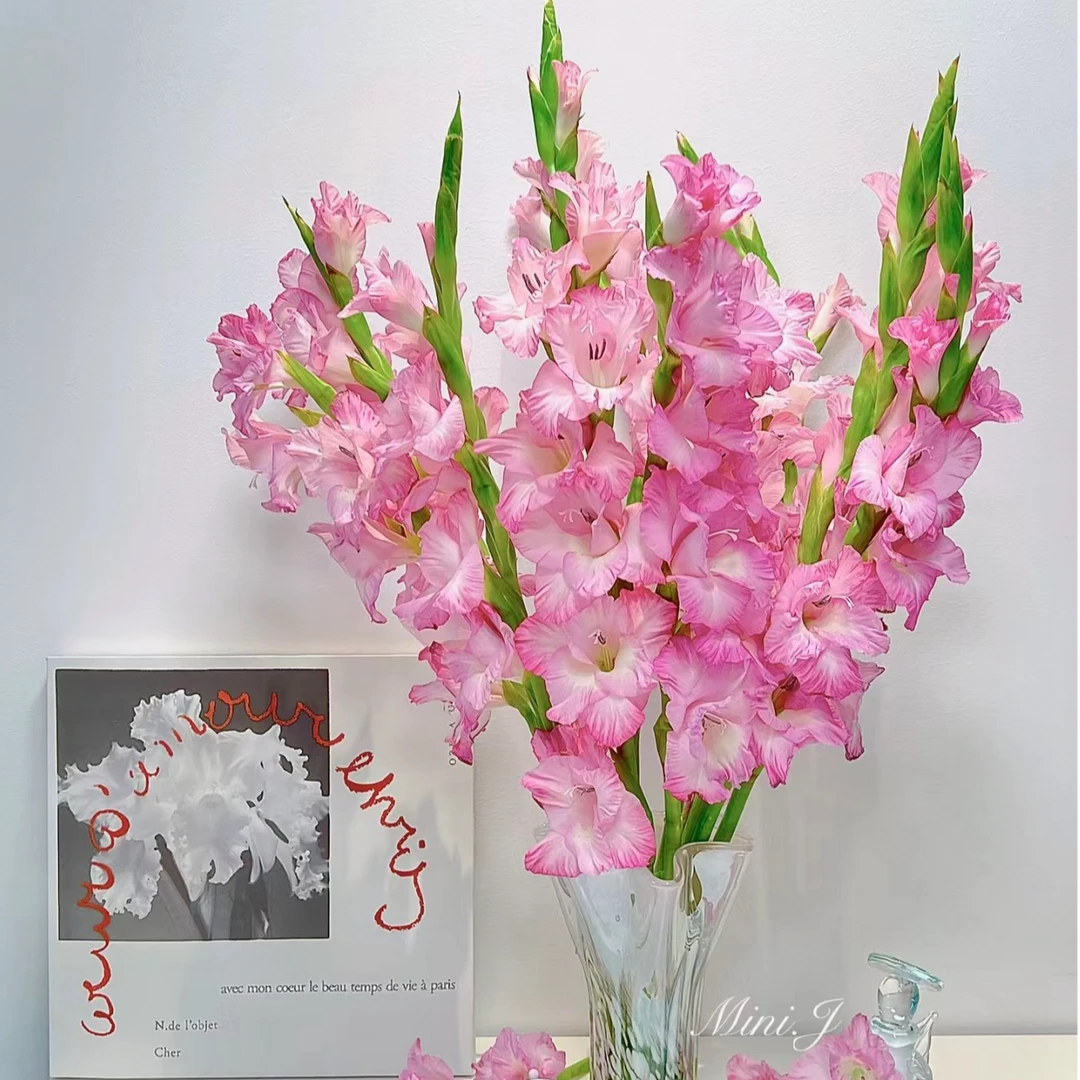 【花和优品】粉色剑兰（链接图片仅供参考）——剑兰花开节节高