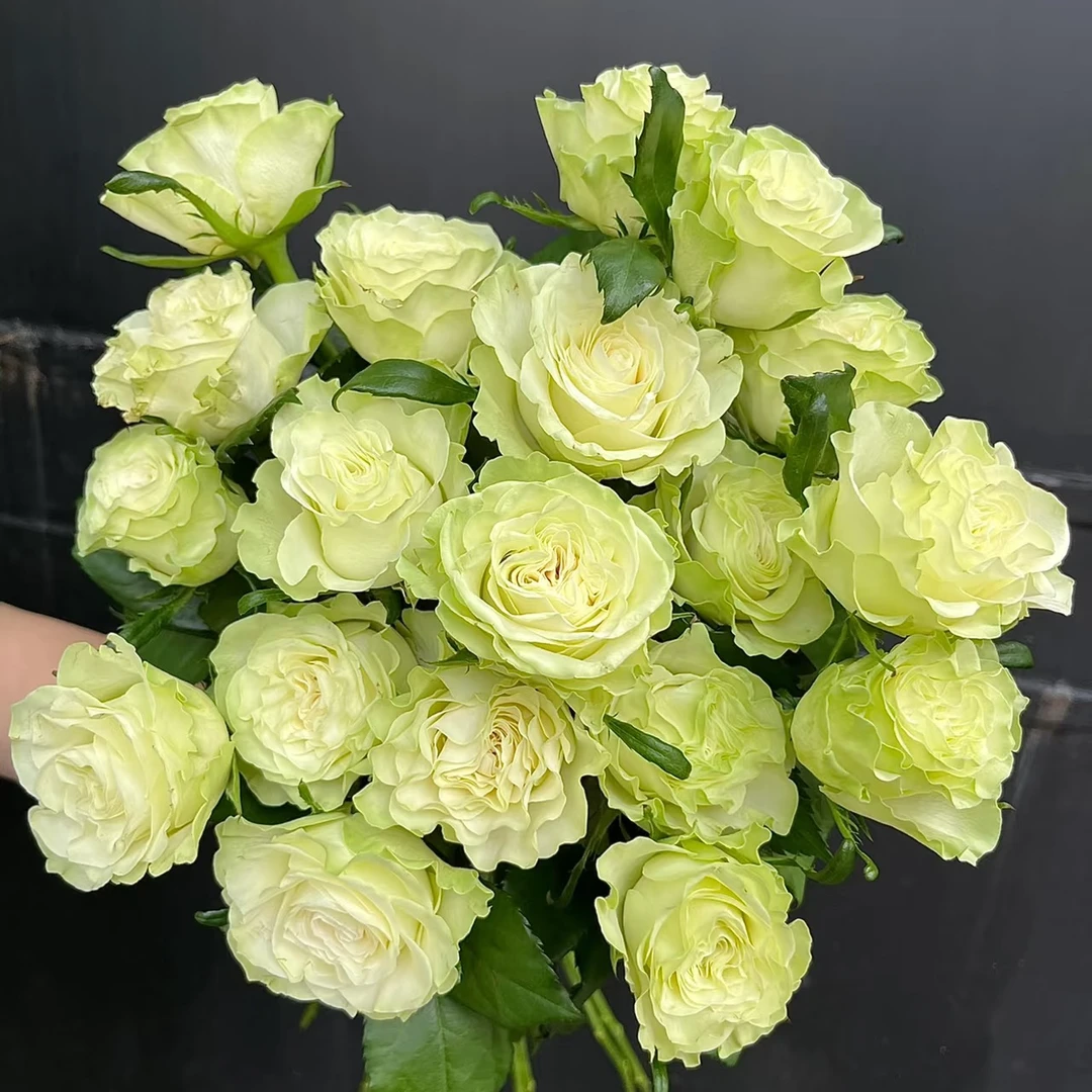【花和优品】小乔——单头玫瑰
