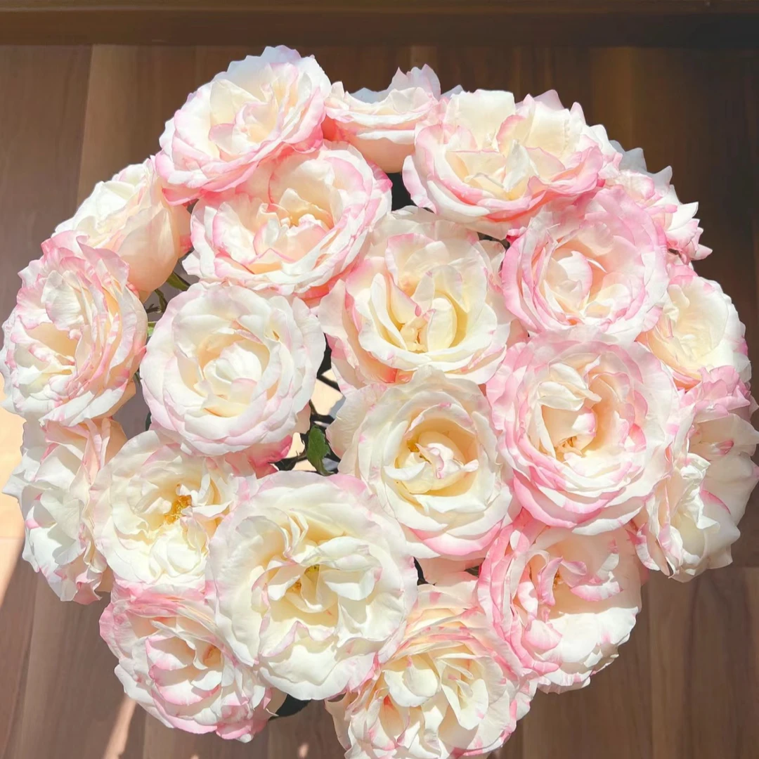 【花和优品】单头霓裳——单头玫瑰