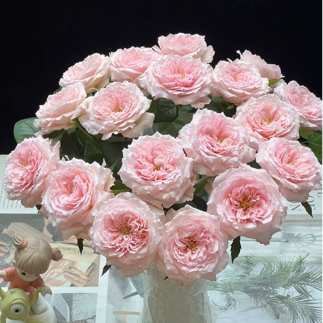 【花和优品】粉梅拉——单头玫瑰