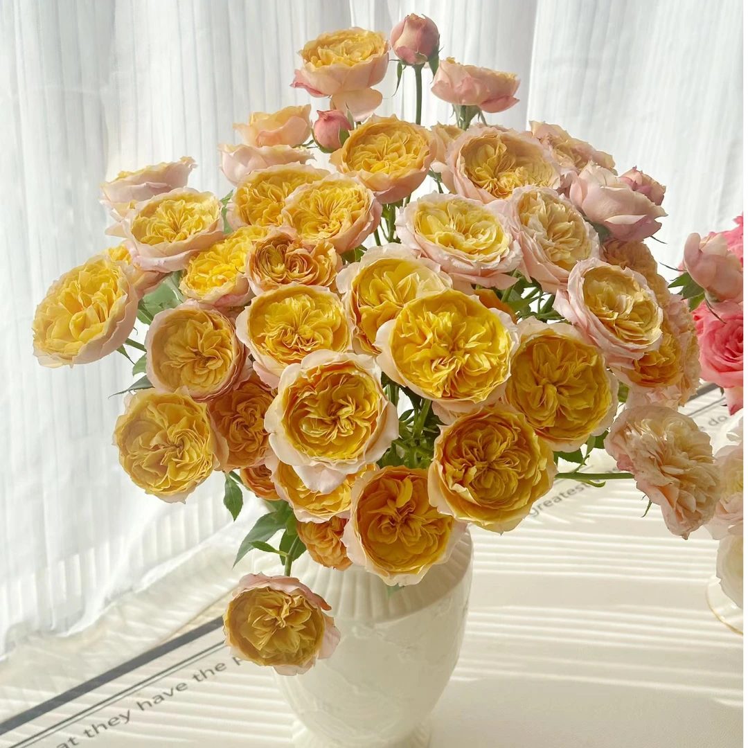 【花和优品】香橙朱丽叶塔——多头玫瑰