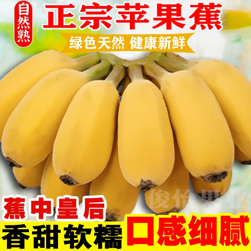 【点关注立减】广西苹果蕉巴马寿乡自然熟新鲜粉蕉香蕉水果1/5/10斤
