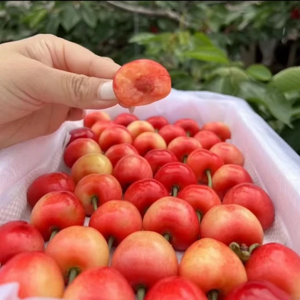 【空运冷链】露天沙蜜大樱桃3-5斤脆甜多汁风味独特现摘现发新鲜