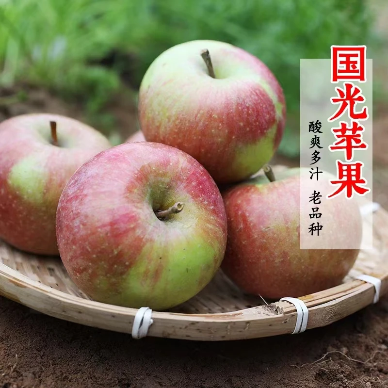 【老树国光】山坡种植国光苹果老味道2斤装