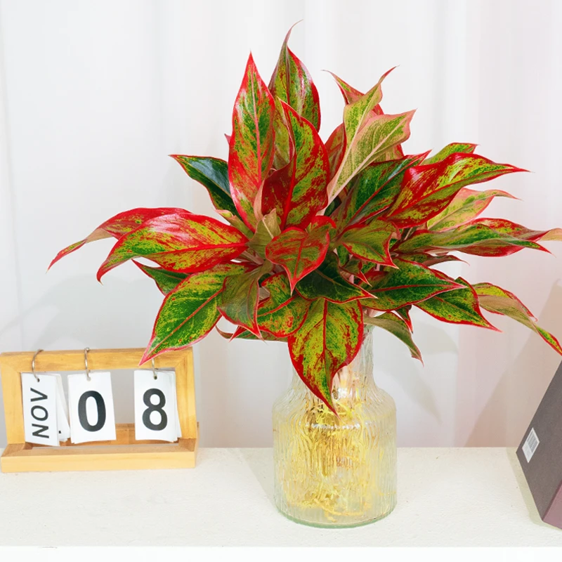 【水培万年红】绿叶红边盆栽花卉植物室内观叶绿植四季好养干净生长
