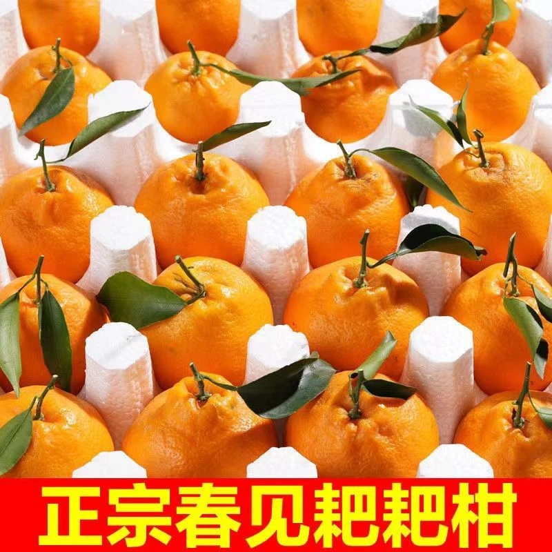 【福利】四川春见耙耙柑1-9斤整箱新鲜水果丑橘子沃柑皇帝柑砂糖橘
