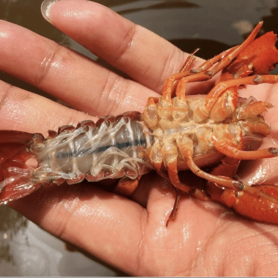 【方欣小李】鲜活青水小龙虾中青4-6钱送料包