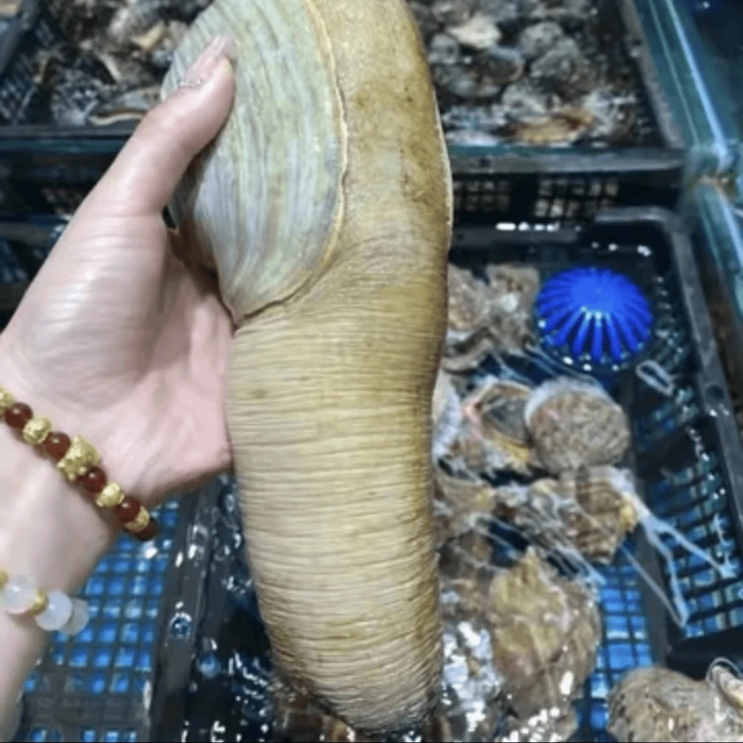 【方欣小李】象拔蚌刺身生吃摆盘