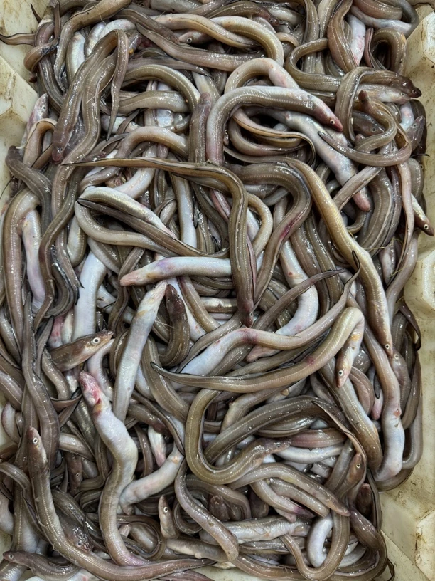 连云港海捕 小七星鳗鱼10斤