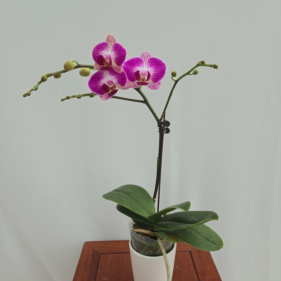 【成功花卉】【红双喜蝴蝶兰 】盆栽  基地直发  以直播间展示为准