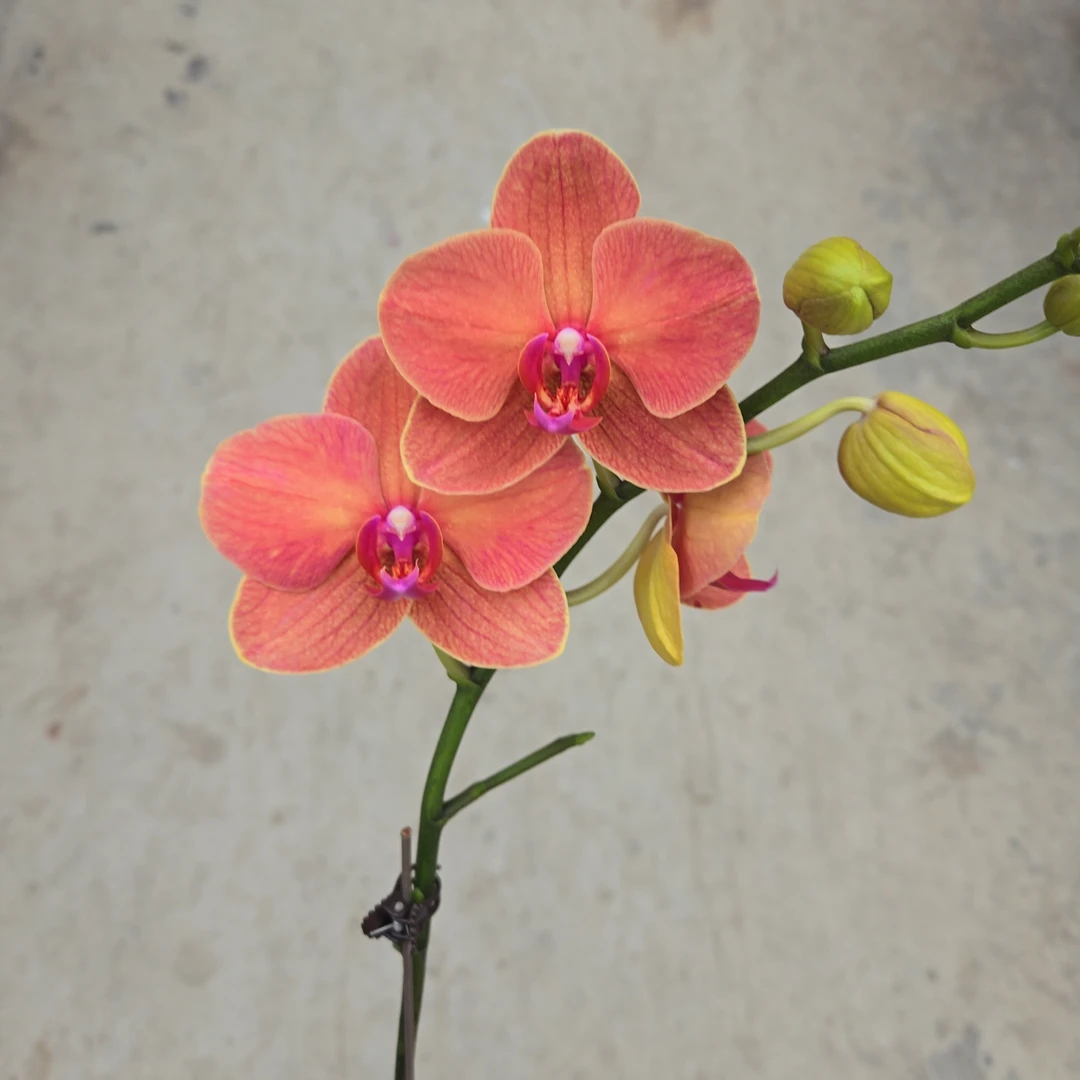 成功优选【柑橘】蝴蝶兰精致组盆花卉盆栽四季植物