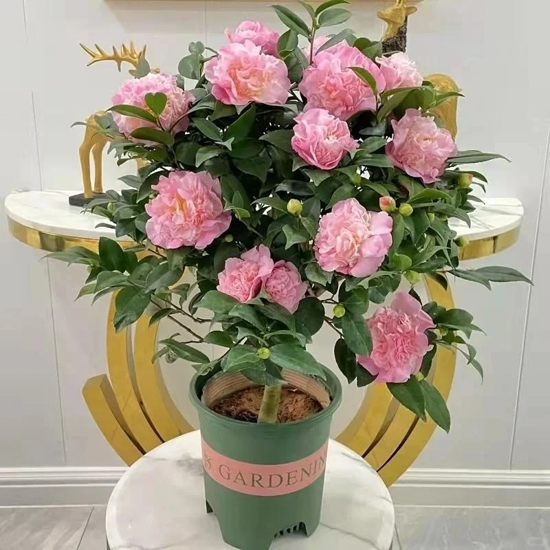 香妃山茶花树苗带花苞浓香盆栽花卉绿植室内外盆栽