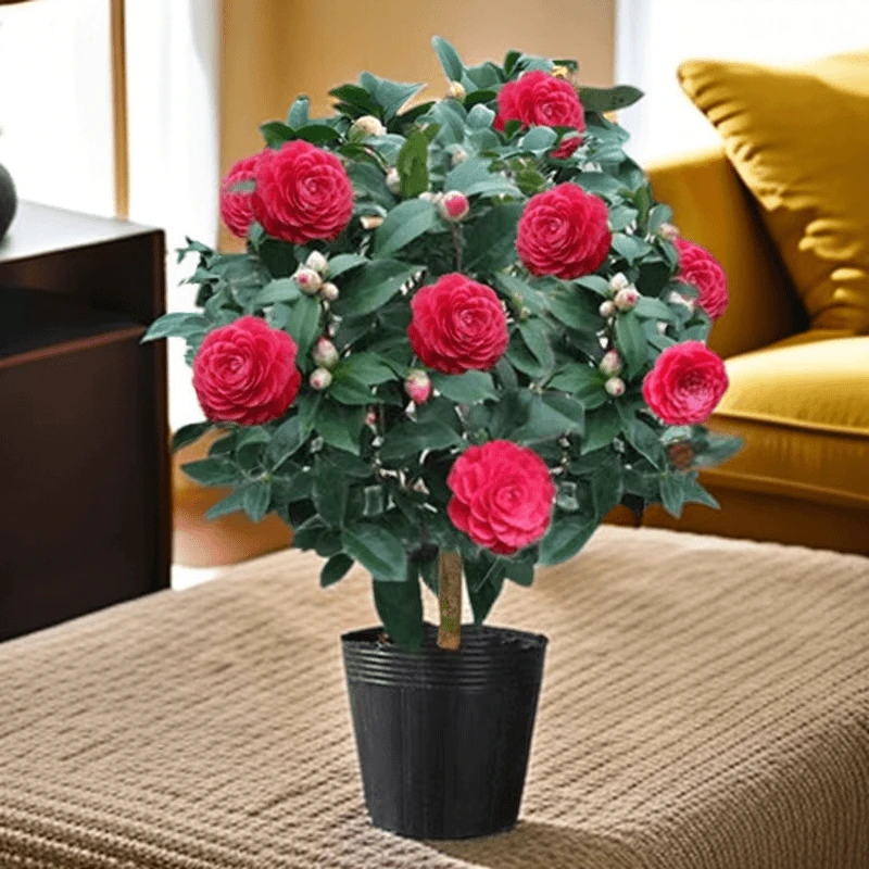 山茶花红赤丹茶花盆栽带花苞发货耐寒花卉盆栽室内室外种植