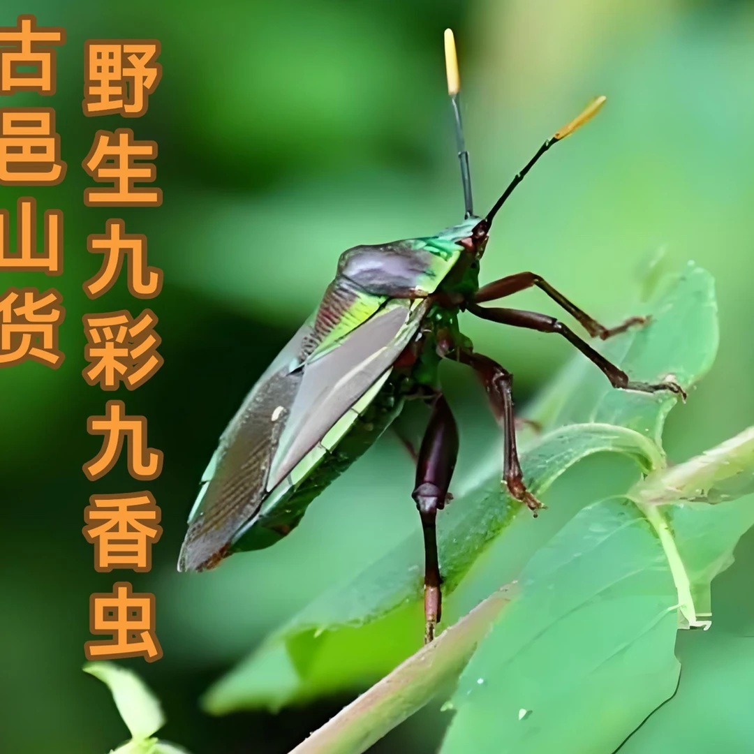 九香虫贵州深山九彩九香虫蚕食用新鲜夏日尝鲜发货