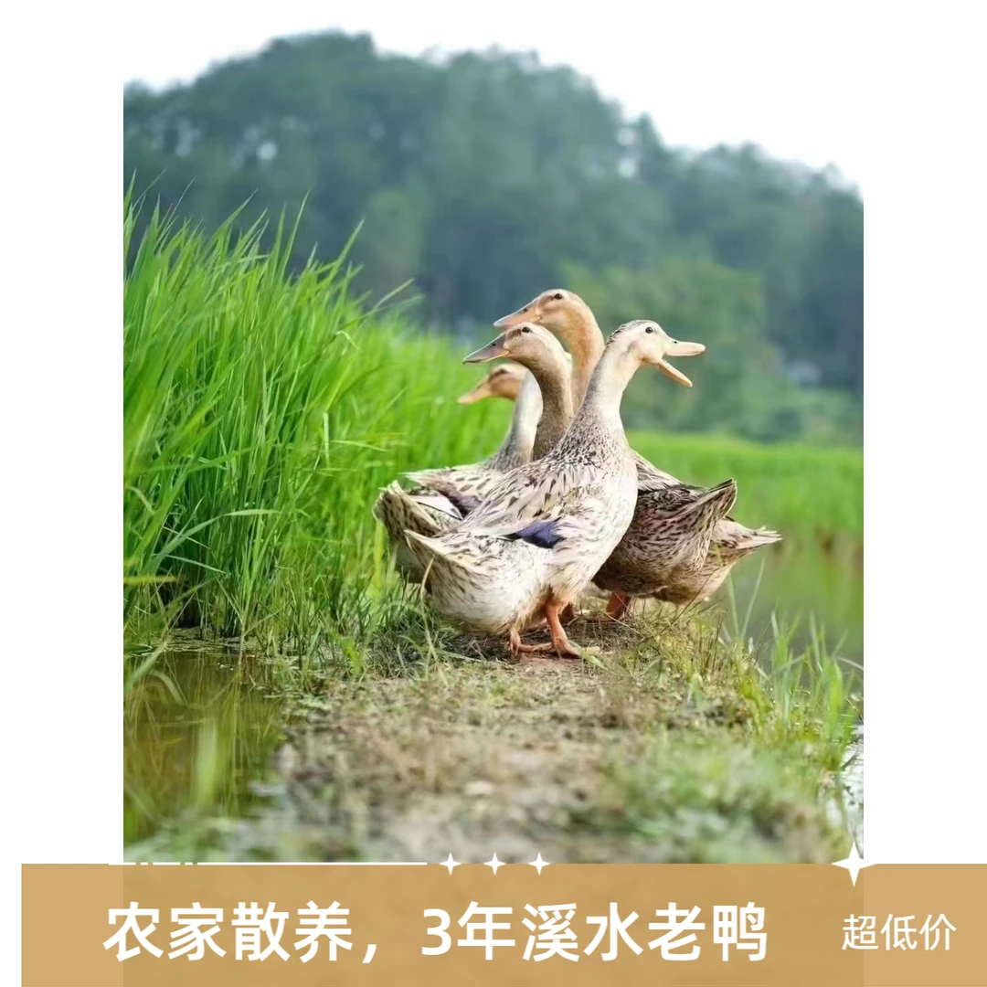 千岛湖正宗溪水老鸭农家散养麻鸭水鸭母鸭新鲜现宰土鸭子整只鸭子