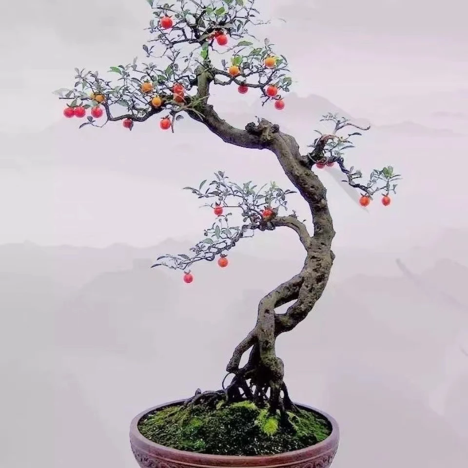 金弹子盆景素材，老鸦柿盆景素材