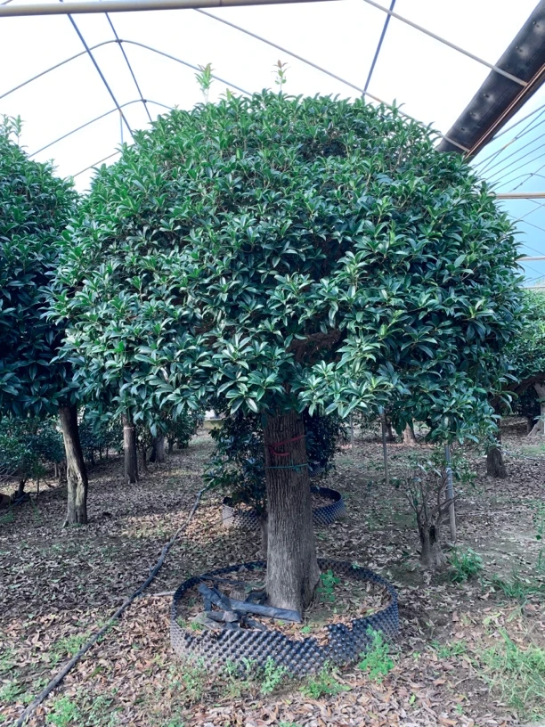 直播间花卉 一物一拍！私拍不发货！