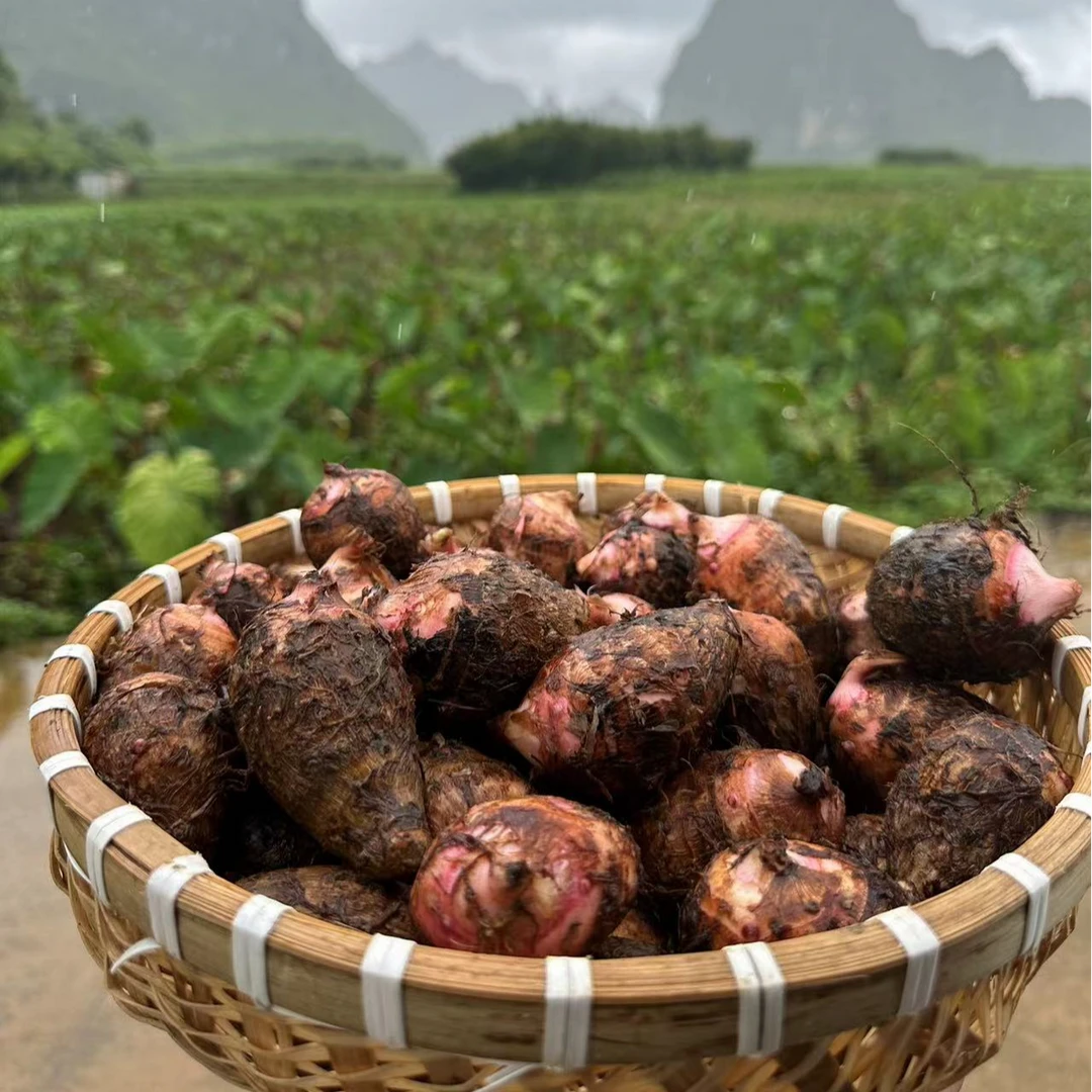 《坏果包赔》广西红芽芋新鲜现挖软糯丝滑小香芋农家毛芋头3/5斤