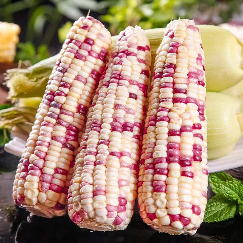 广西新鲜五彩花糯玉米3根