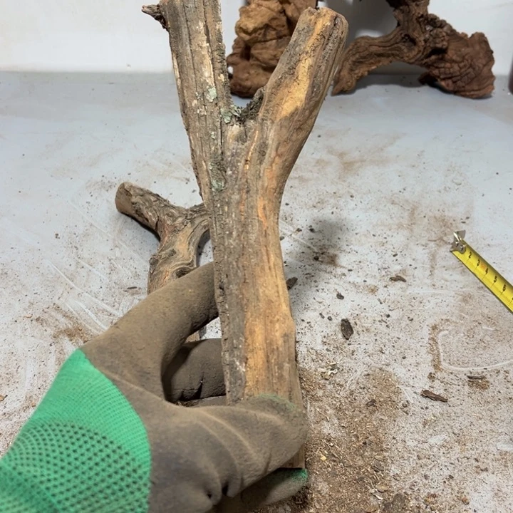 大果紫檀（缅甸花梨）淡*