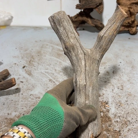 大果紫檀（缅甸花梨）长****学