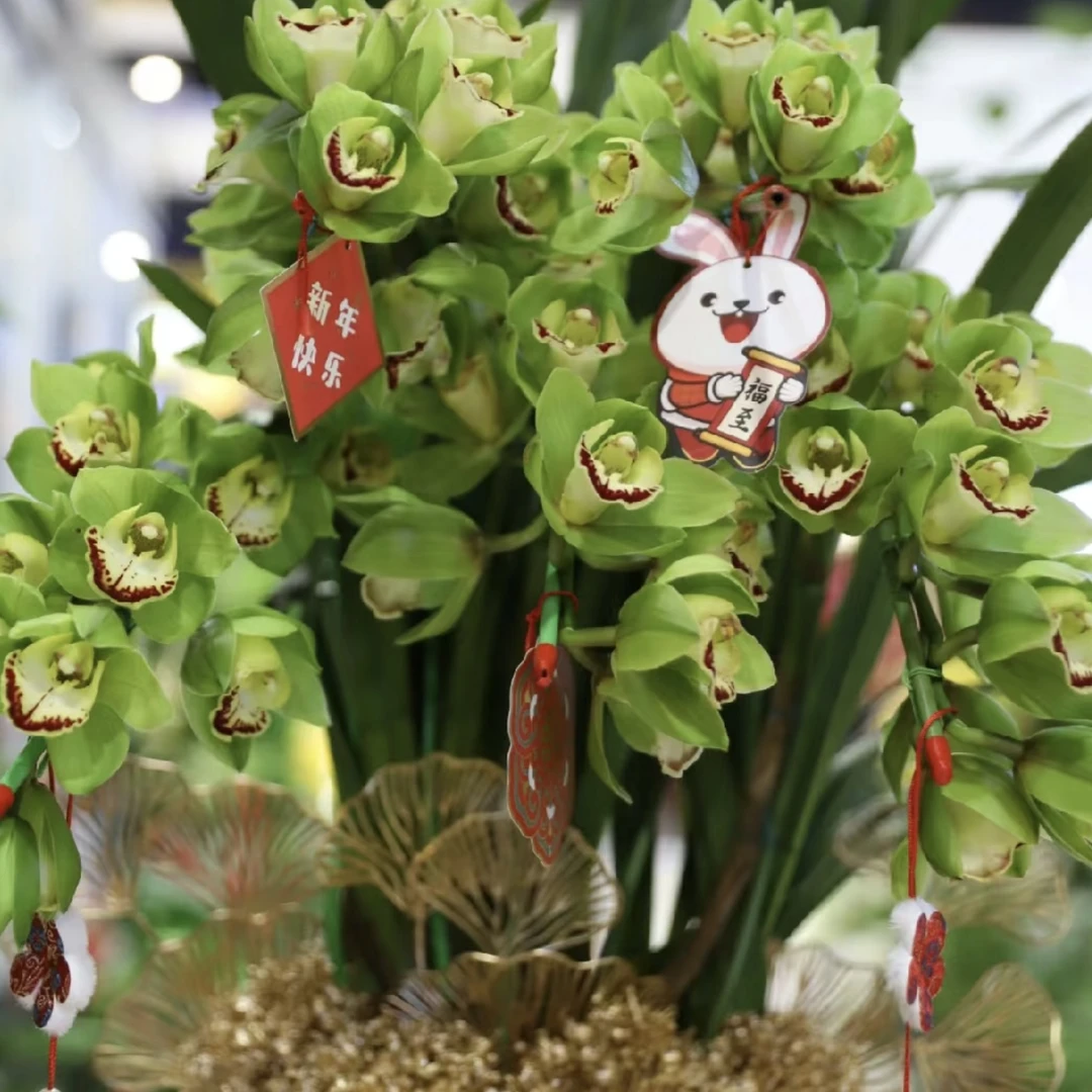 老黑家的惠兰【玉观音】大花惠兰 年宵花 春节盆栽秋冬季好养活