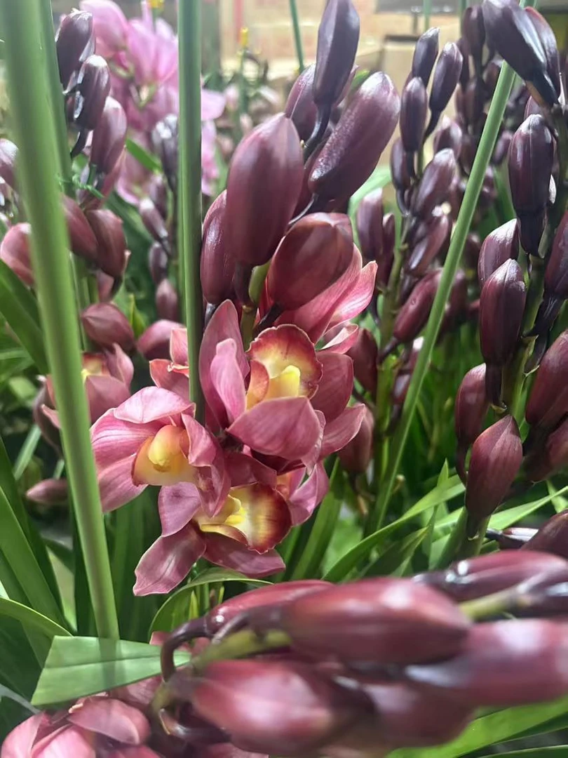 老黑家的蕙兰 【梦寐以求】大花惠兰 年宵花 春节盆栽室内好养活