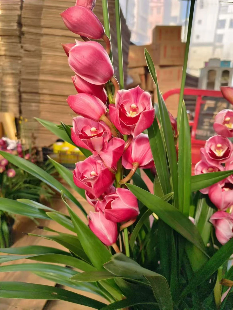 老黑家的蕙兰【1309/红唇】年宵花大落地款好养室内盆栽