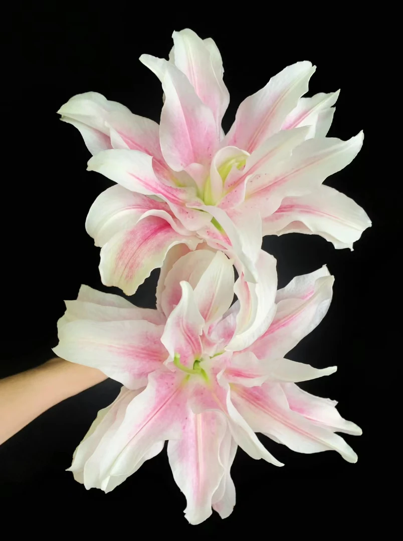 老黑家的种球【克拉丽莎】荷兰进口重瓣浓香百合种球种阳台新鲜四季