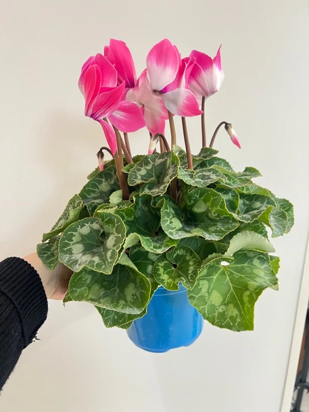 【花朵朵】玉荷仙客来荧光粉色大花大叶花卉