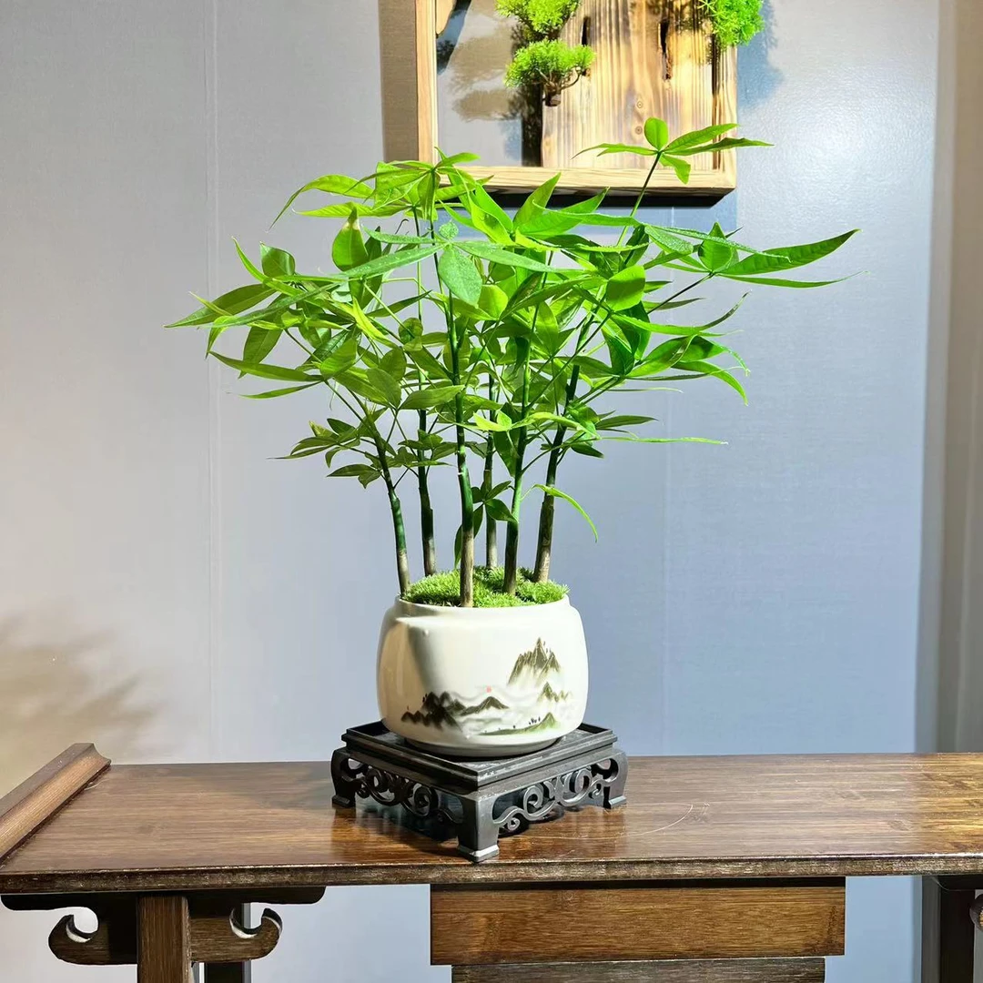 【新品丛林】发财树室内客厅绿植小盆景四季常青办公室小盆栽美观