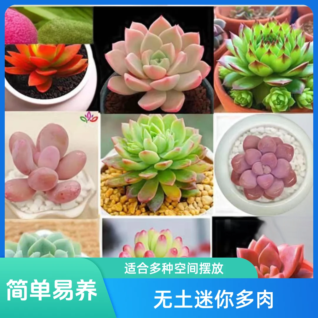 W351~W400  一物一拍 无土迷你多肉  精控精养（28元包邮到家）鲜花
