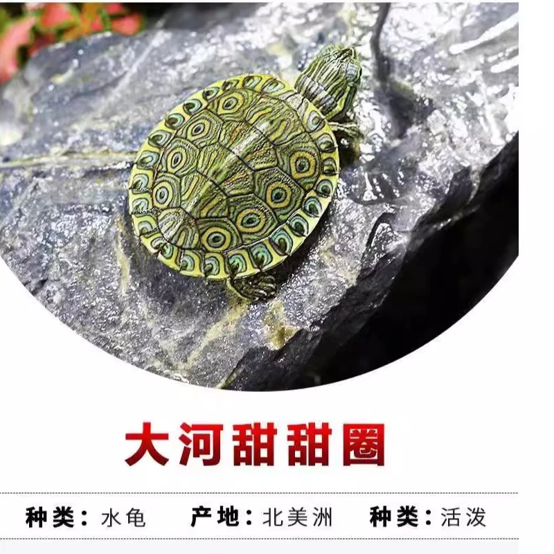 甜甜圈龟活体深水宠物龟观赏乌龟互动招财长寿水龟