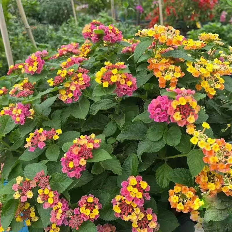 藤镜花园五色梅盆栽地栽阳台庭院