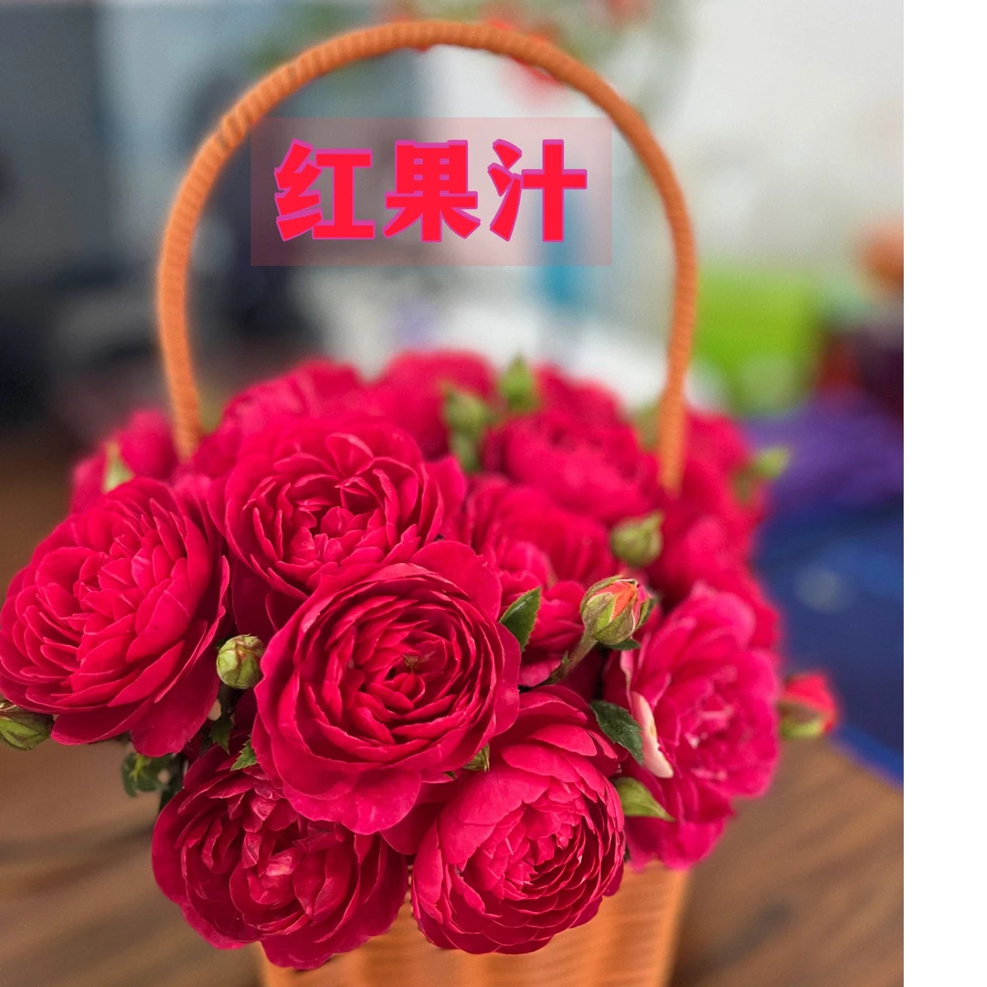 藤镜花园红果汁6L棒棒糖月季庭院阳台月季地栽盆栽月季