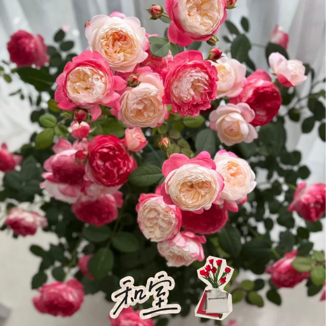 藤镜花园和室1加仑盆栽地栽阳台庭院多季节开花