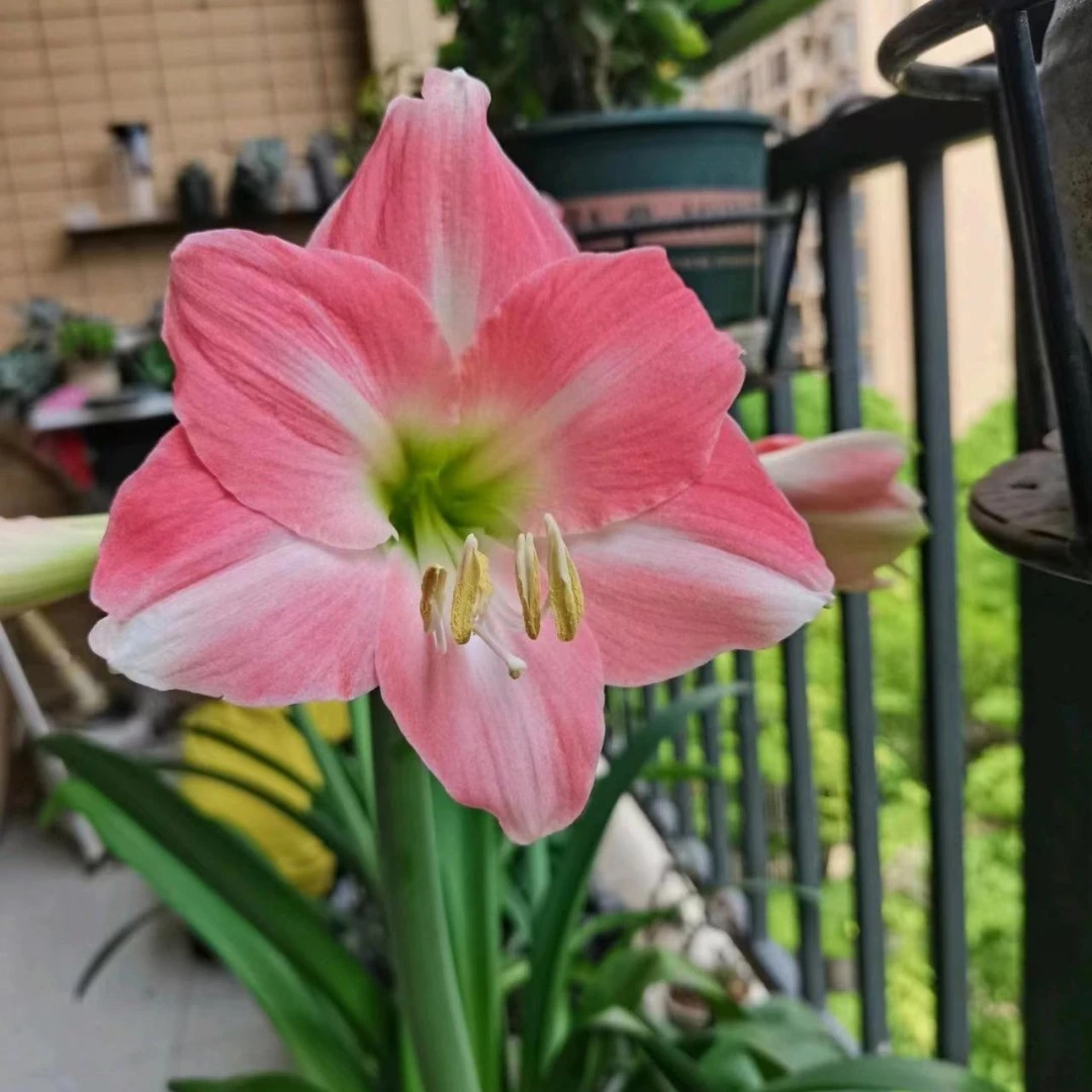 单瓣朱顶红种球室内阳台庭院植物多年生