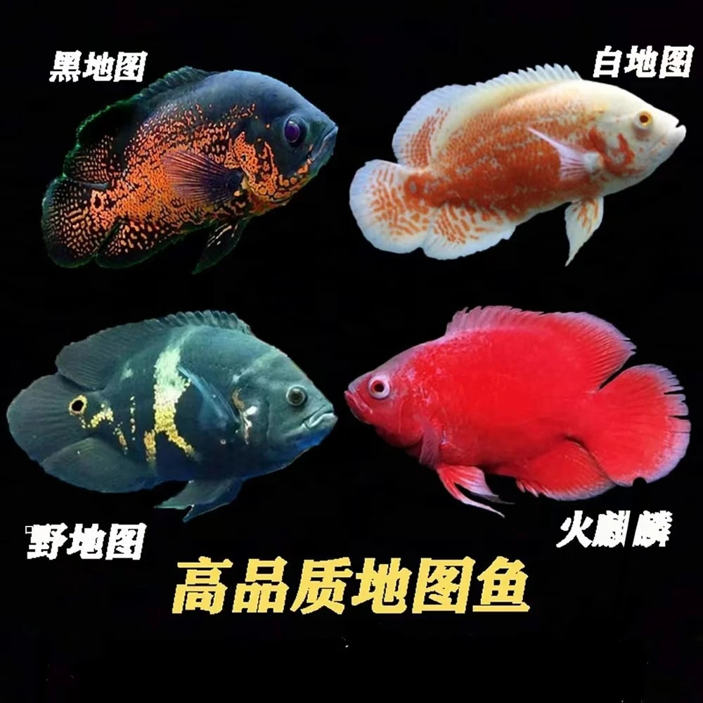 活体地图鱼血红图嘢地图白地图黑地图淡水鱼招财风水鱼