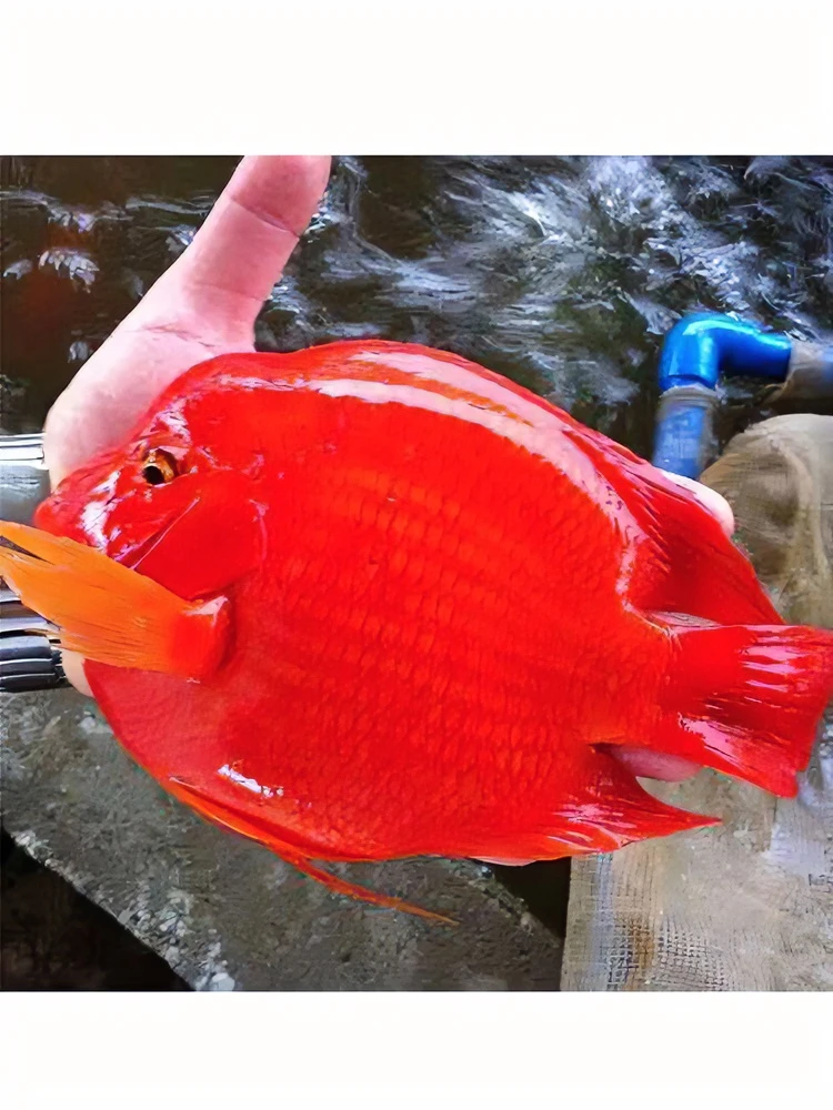 鱼雅水族精品精挑爆头宽体发货红财神养殖活体可联系客服视频选鱼
