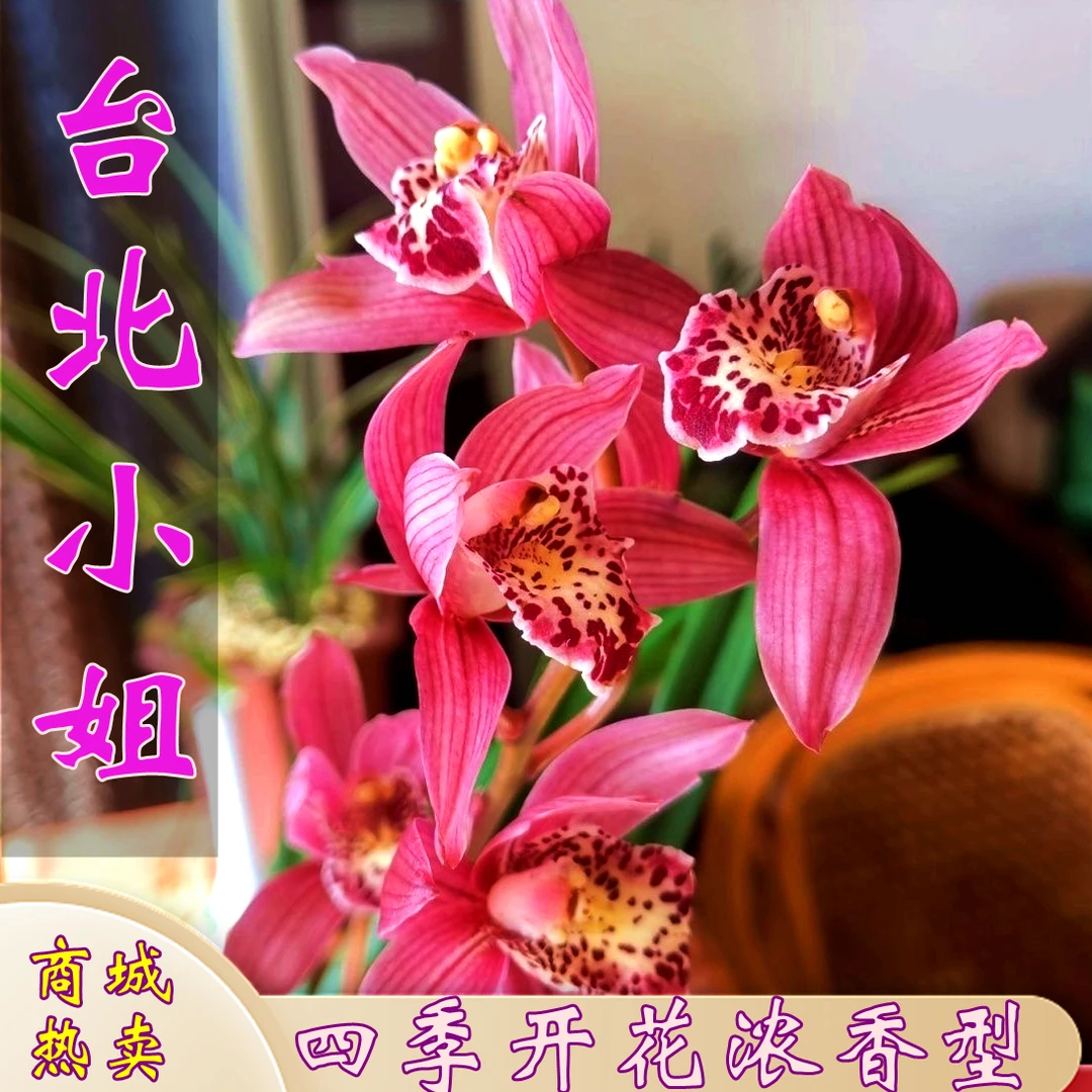 带花苞浓香高档【台北小姐】四季兰好养易活室内开红色大花基地发货