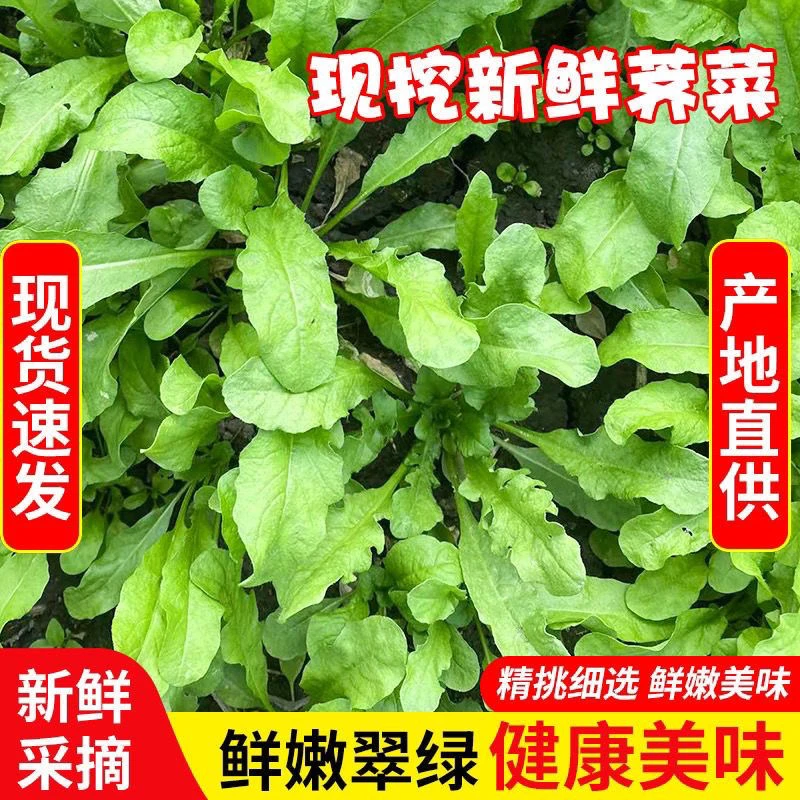 苏北农家新鲜蔬菜露天荠菜荠菜饺子馅现挖现发
