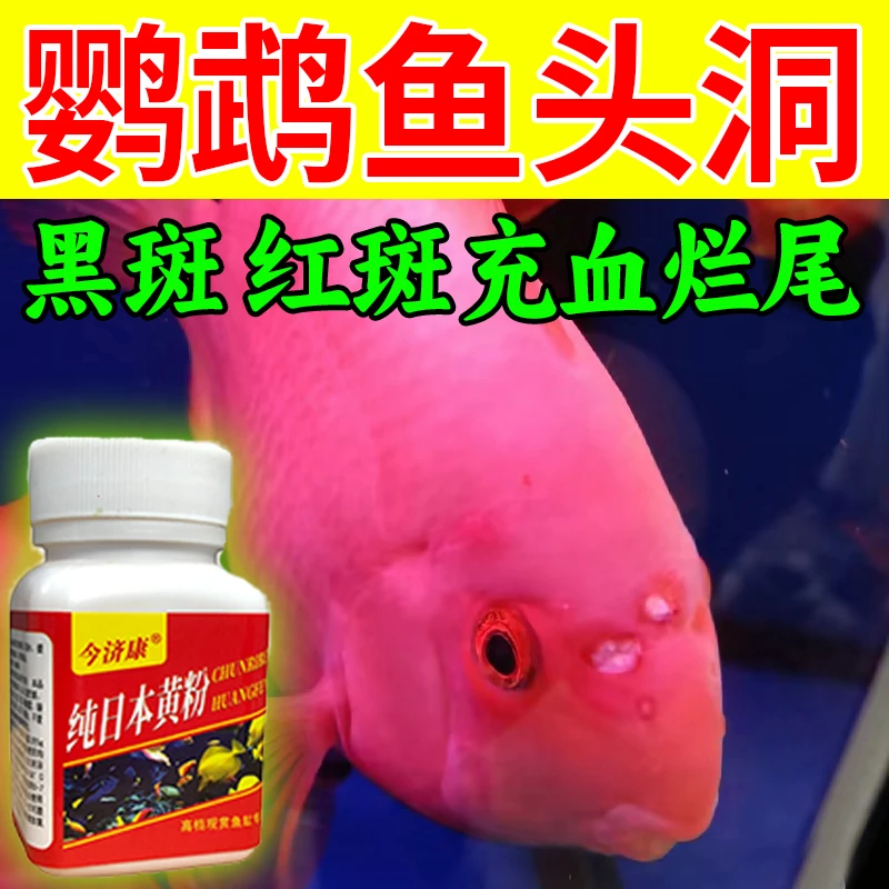 各种鱼头洞鹦鹉鱼财神鱼烂尾白点白毛头洞水霉凸眼蒙眼涨肚烂肉