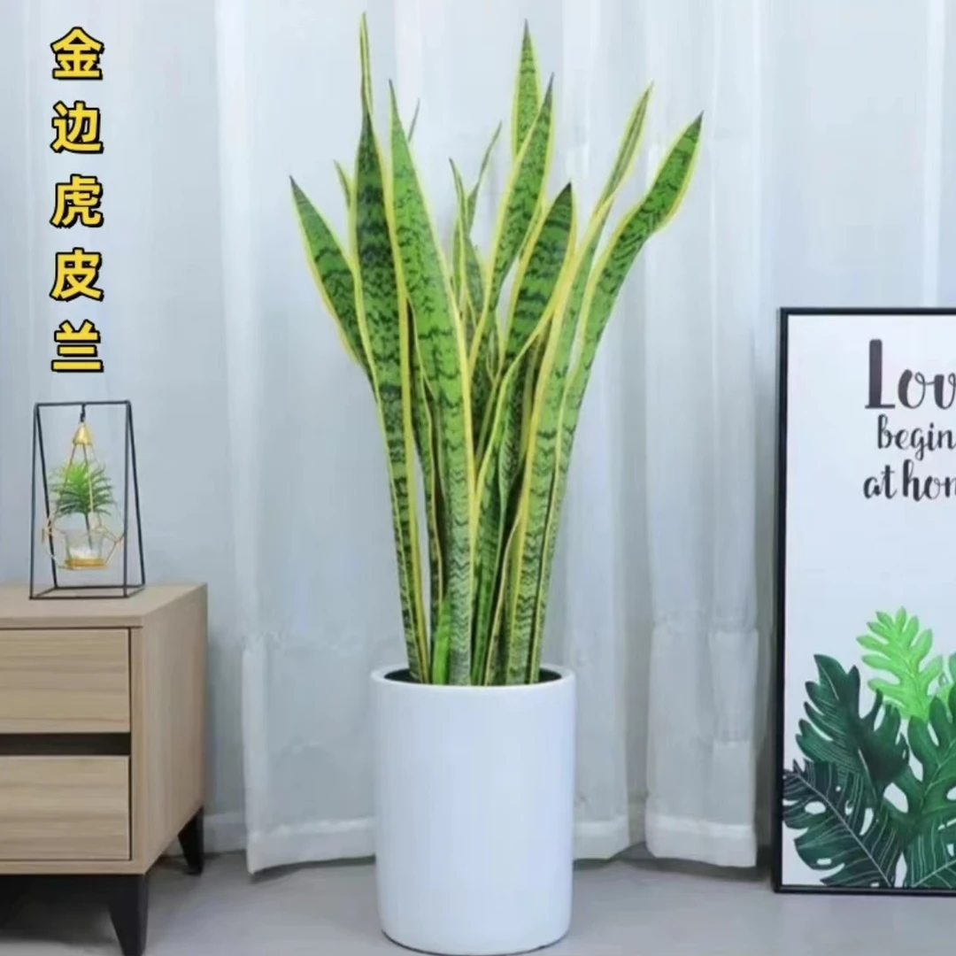 【大型金边虎皮兰】新房吸甲醛室内净化空气客厅盆栽植物
