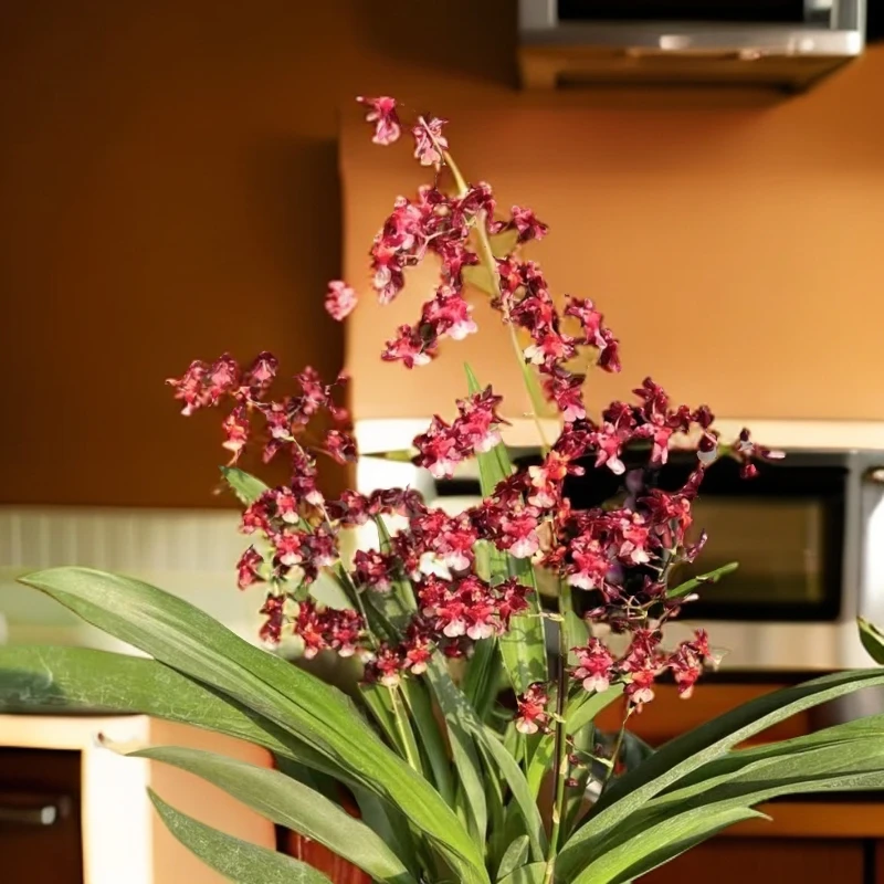 泰国香水文心兰经典的一款